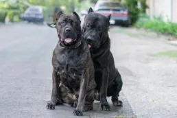 Two large presa canario dogs, one with a brindle coat and the other solid black, sit close together on an asphalt street, with parked cars and greenery in the background.