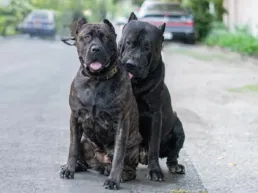 Two large presa canario dogs, one with a brindle coat and the other solid black, sit close together on an asphalt street, with parked cars and greenery in the background.