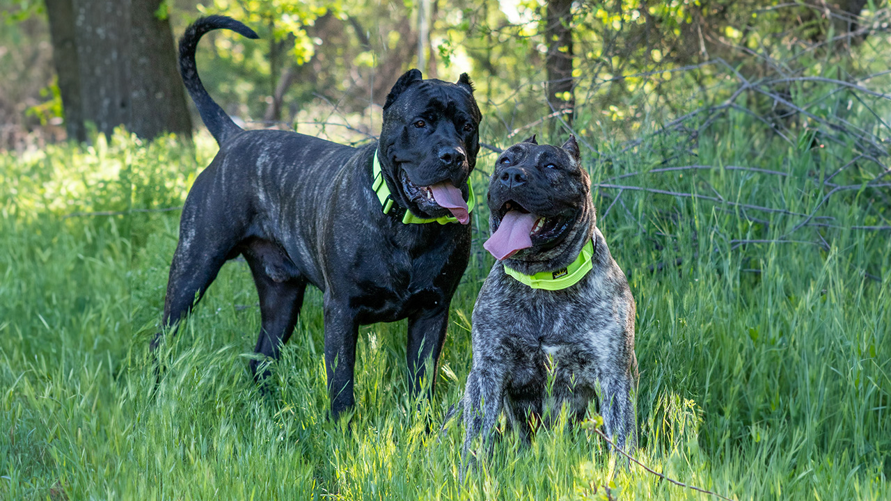 Healthy and well-bred Presa Canario puppies in a Mississippi setting, available exclusively from SoCalPresa.