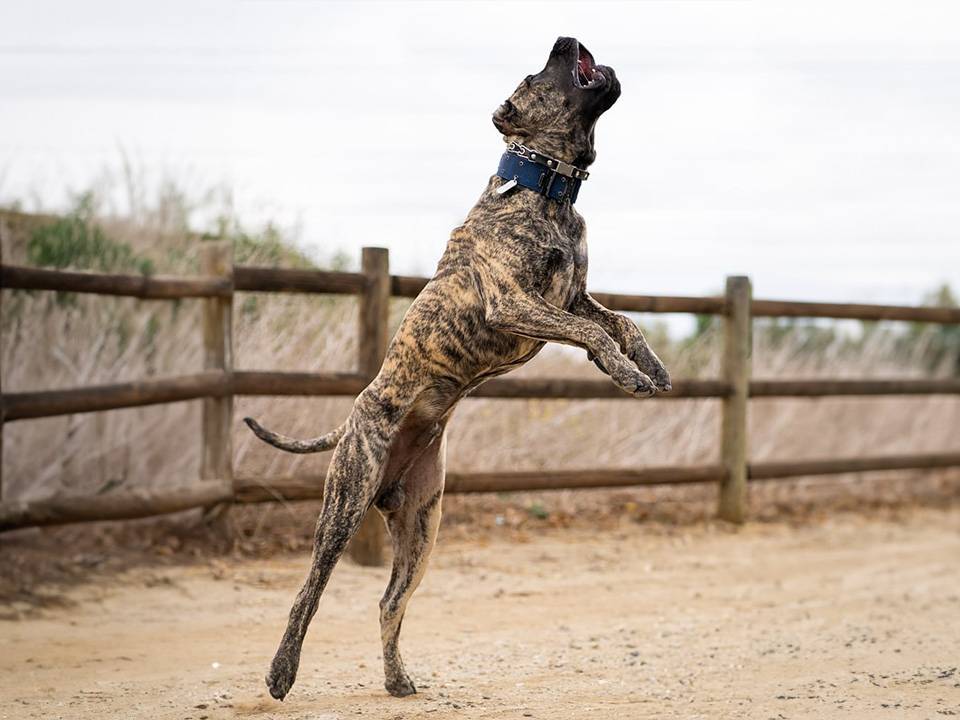 A Presa Canario dynamically jumping in mid-air, illustrating the question of ideal living environments for the breed: urban or rural?