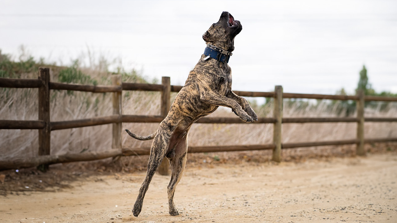 A Presa Canario dynamically jumping in mid-air, illustrating the question of ideal living environments for the breed: urban or rural?