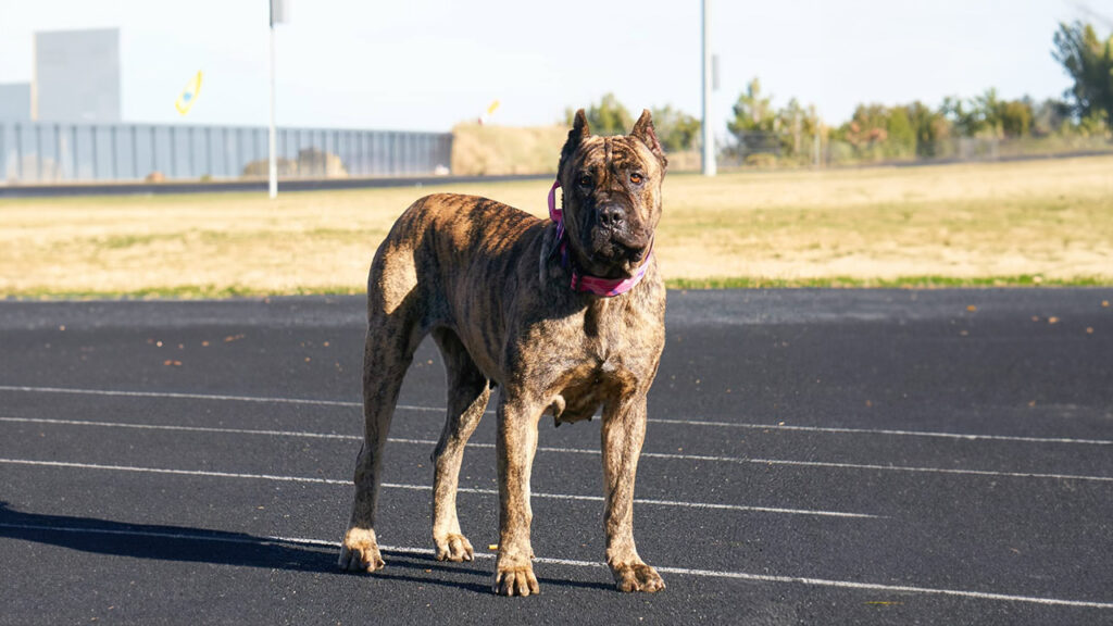 A majestic Presa Canario standing proudly on a human running track, symbolizing the breed's perfect addition to an active family lifestyle.