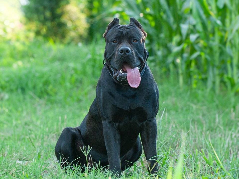 Perro de Presa Canario posing against a scenic backdrop