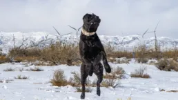 A black presa canario dog leaping in a snowy landscape with distant wind turbines and snow-covered mountains.