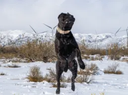 A black presa canario dog leaping in a snowy landscape with distant wind turbines and snow-covered mountains.