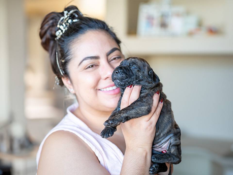 Presa Canario Puppy Responding to Training