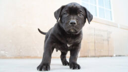 Presa Canario Puppy for Sale