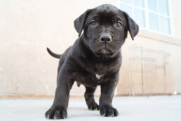 Presa Canario Puppy for Sale