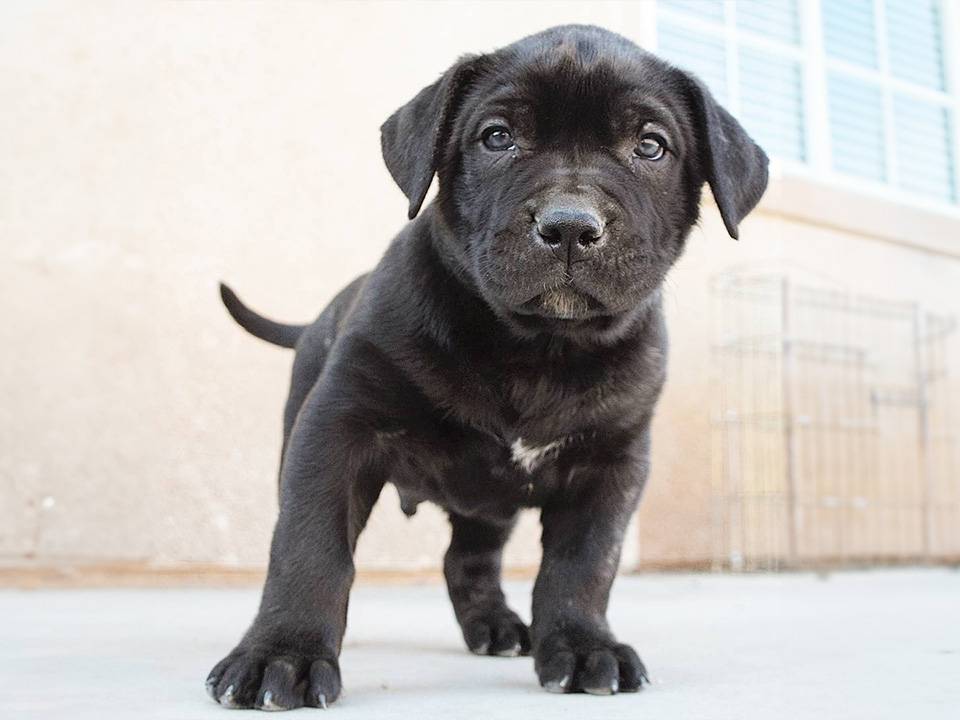 Presa Canario Puppy for Sale