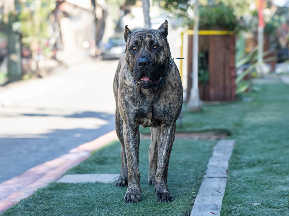 A Presa Canario puppy receiving its first vaccination shot from a veterinarian