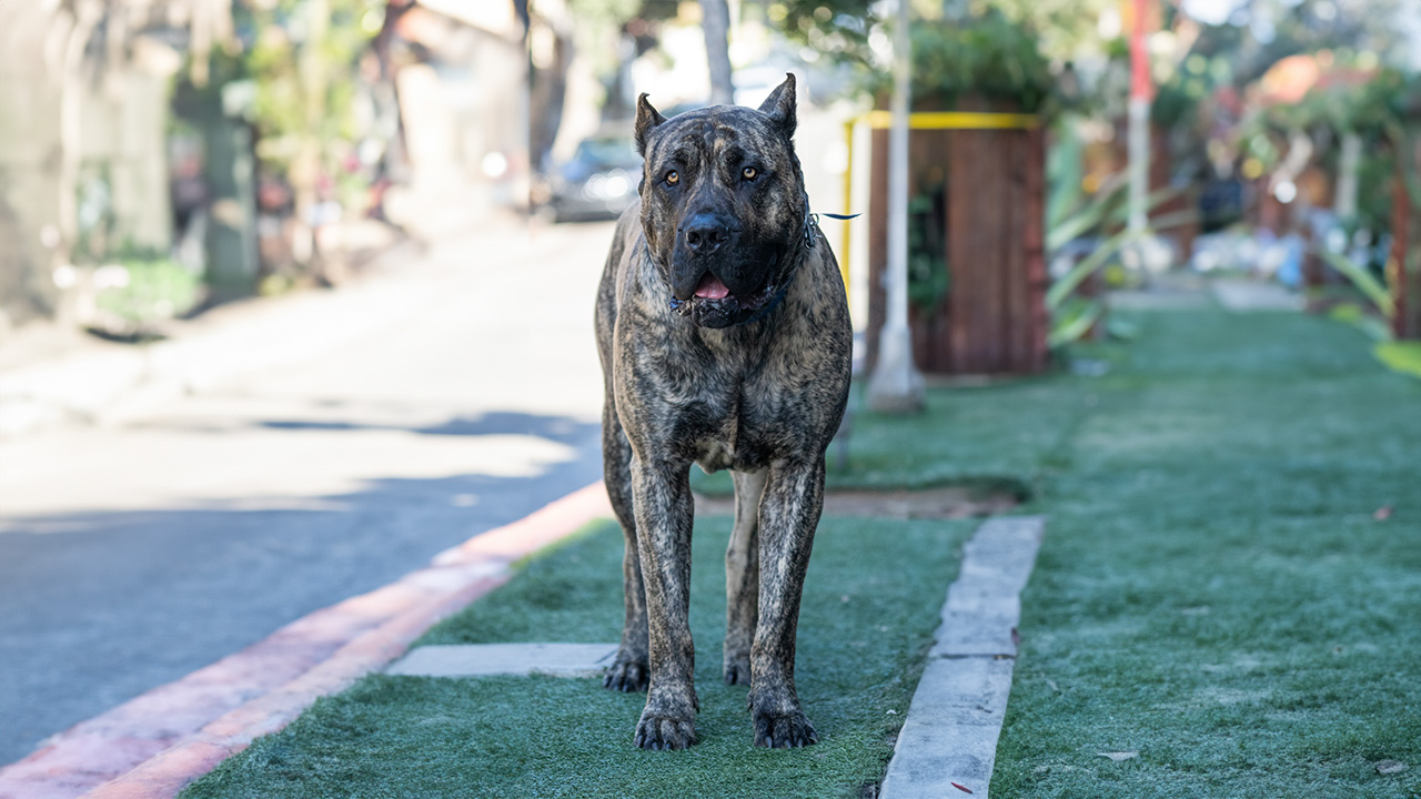 A Presa Canario puppy receiving its first vaccination shot from a veterinarian