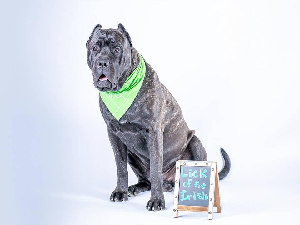 A litter of Presa Canario puppies with a price tag icon, highlighting the financial considerations of owning this breed.