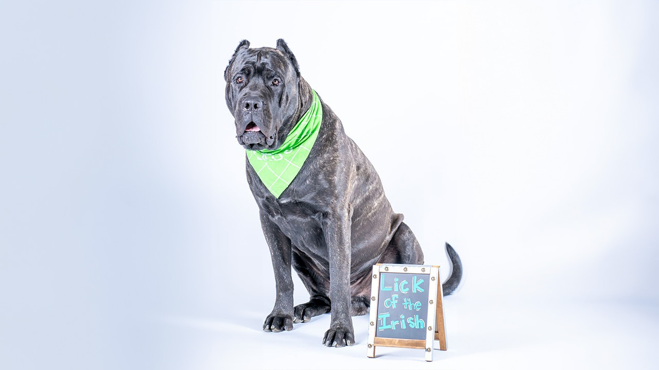 A litter of Presa Canario puppies with a price tag icon, highlighting the financial considerations of owning this breed.