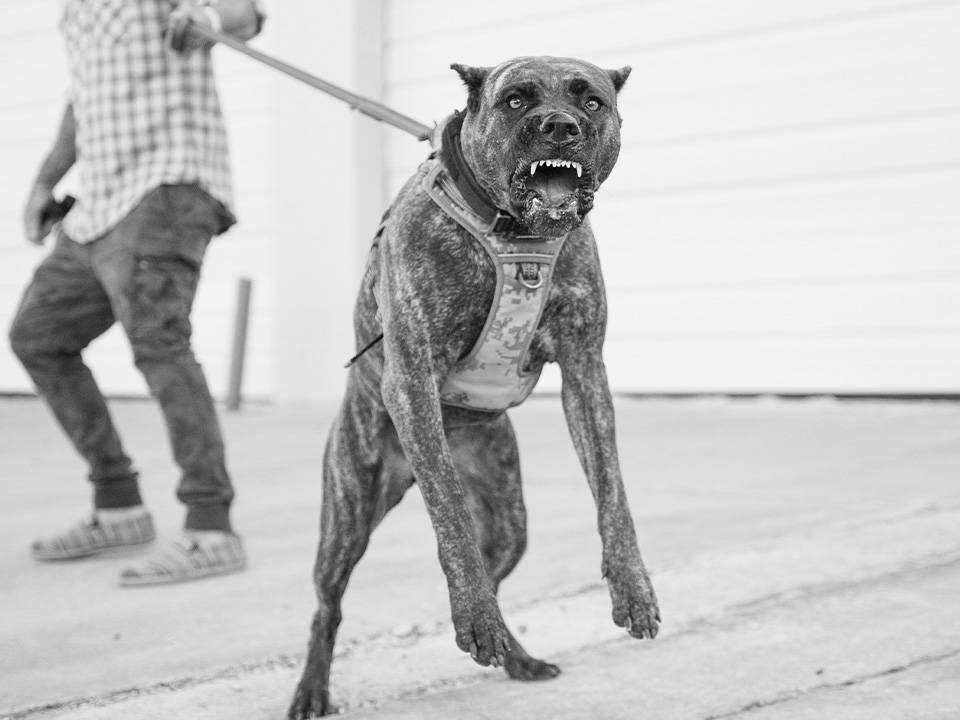 Why You Shouldn't Pet Random Dogs Without Asking