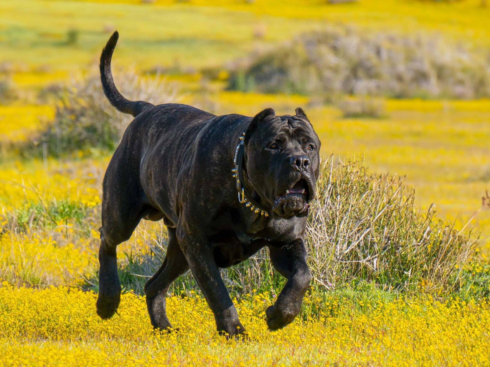 Dedicated Breeding at SoCalPresa