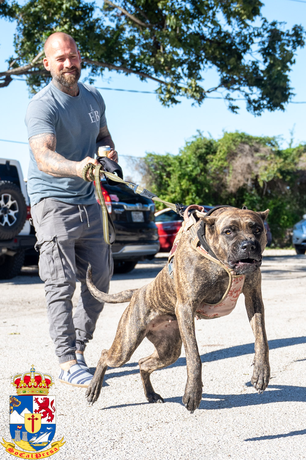 Tigra - Reverse Brindle Presa Canario Female • SoCalPresa: Top-Rated ...