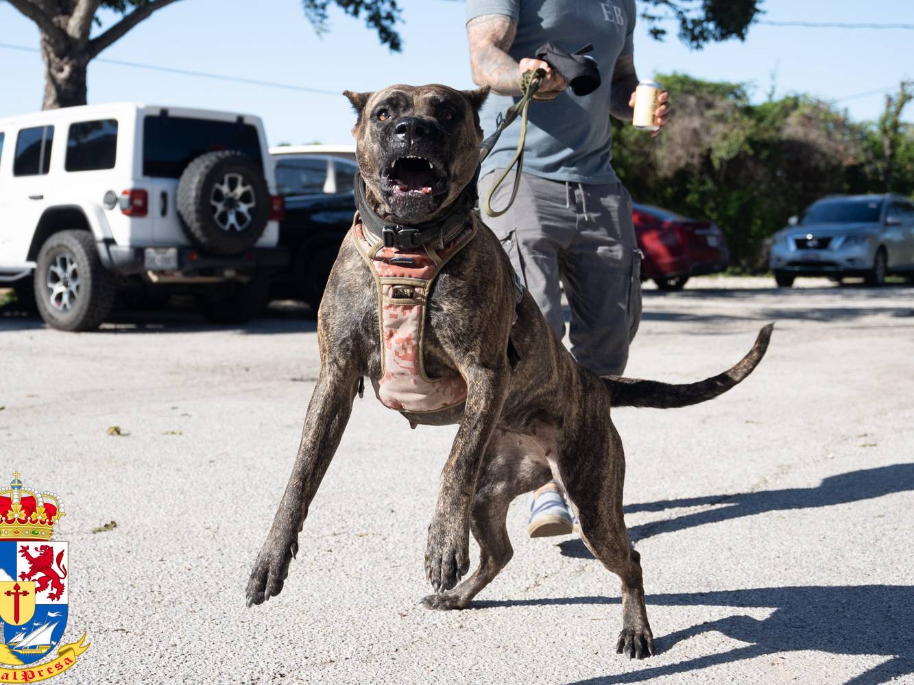Tigra, a reverse brindle Presa Canario female, standing guard with a vigilant and protective gaze