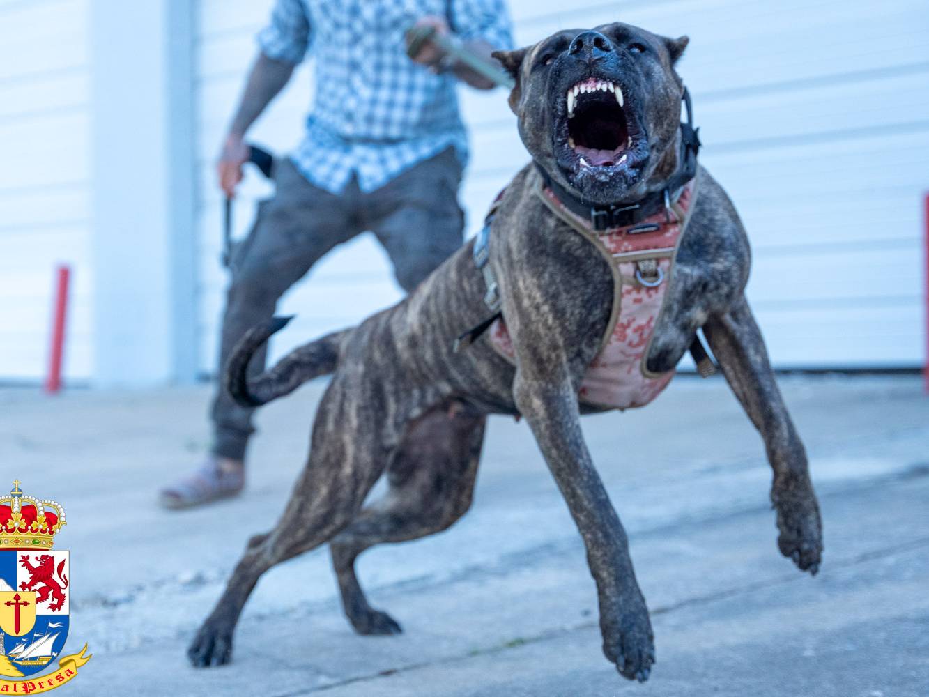 Tigra, a reverse brindle Presa Canario female, standing guard with a vigilant and protective gaze