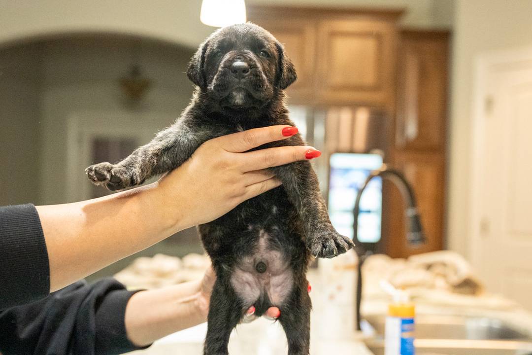 Litter of Perro de Presa Canario puppies for sale in the USA, playing in a grassy outdoor area