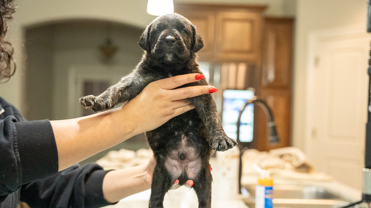 Litter of Perro de Presa Canario puppies for sale in the USA, playing in a grassy outdoor area