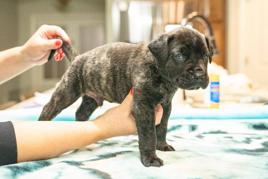 Group of Presa Canario puppies for sale, playfully interacting in an outdoor setting