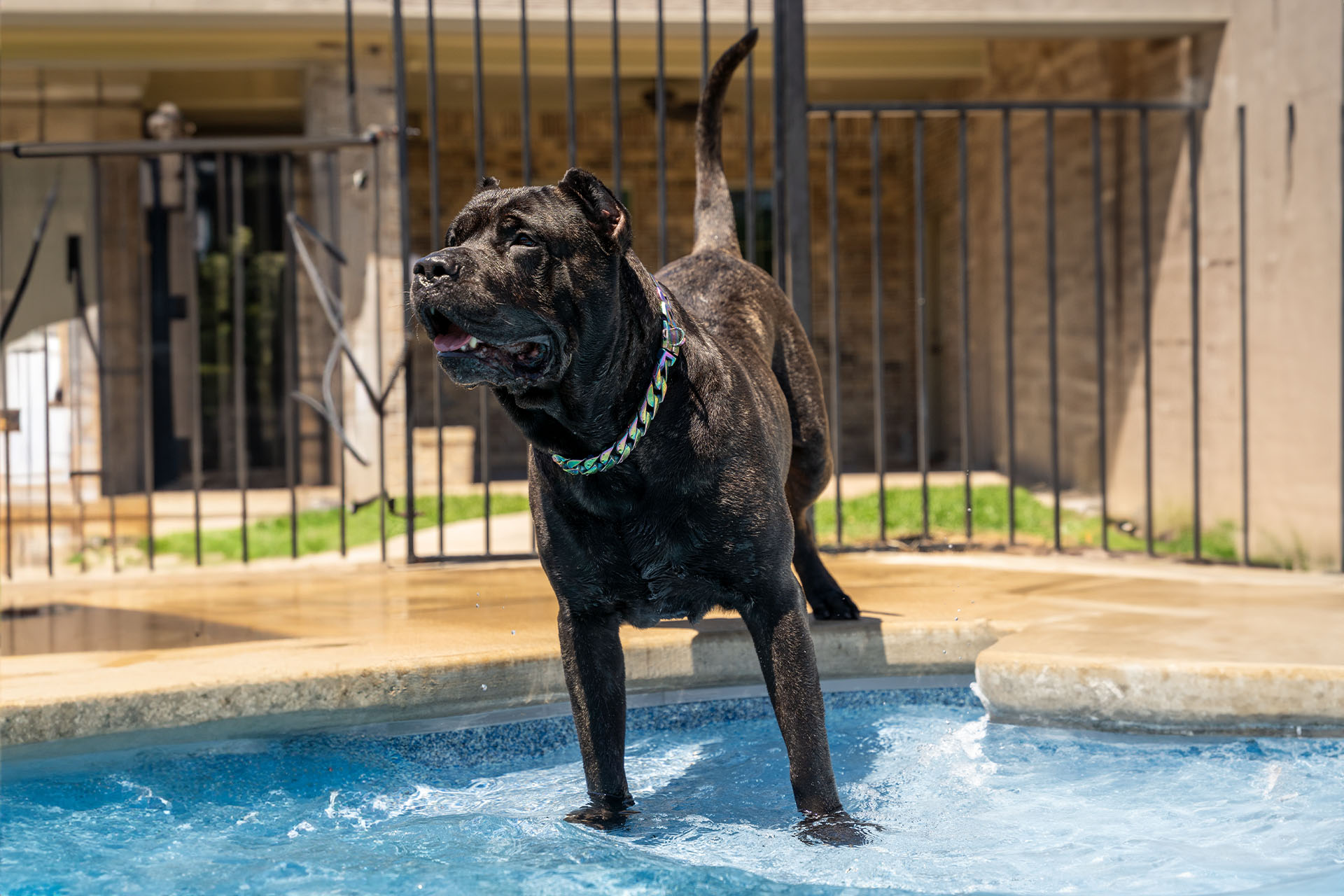 Presa Canario enjoying a swim in a pool in Utah
