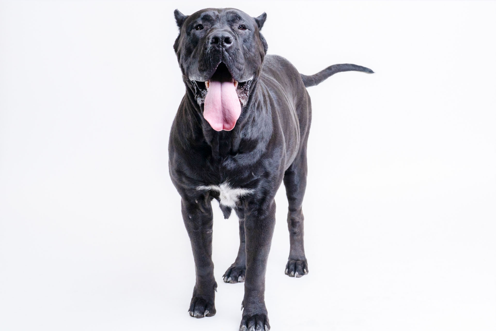 Presa Canario playing in the snow in Kentucky