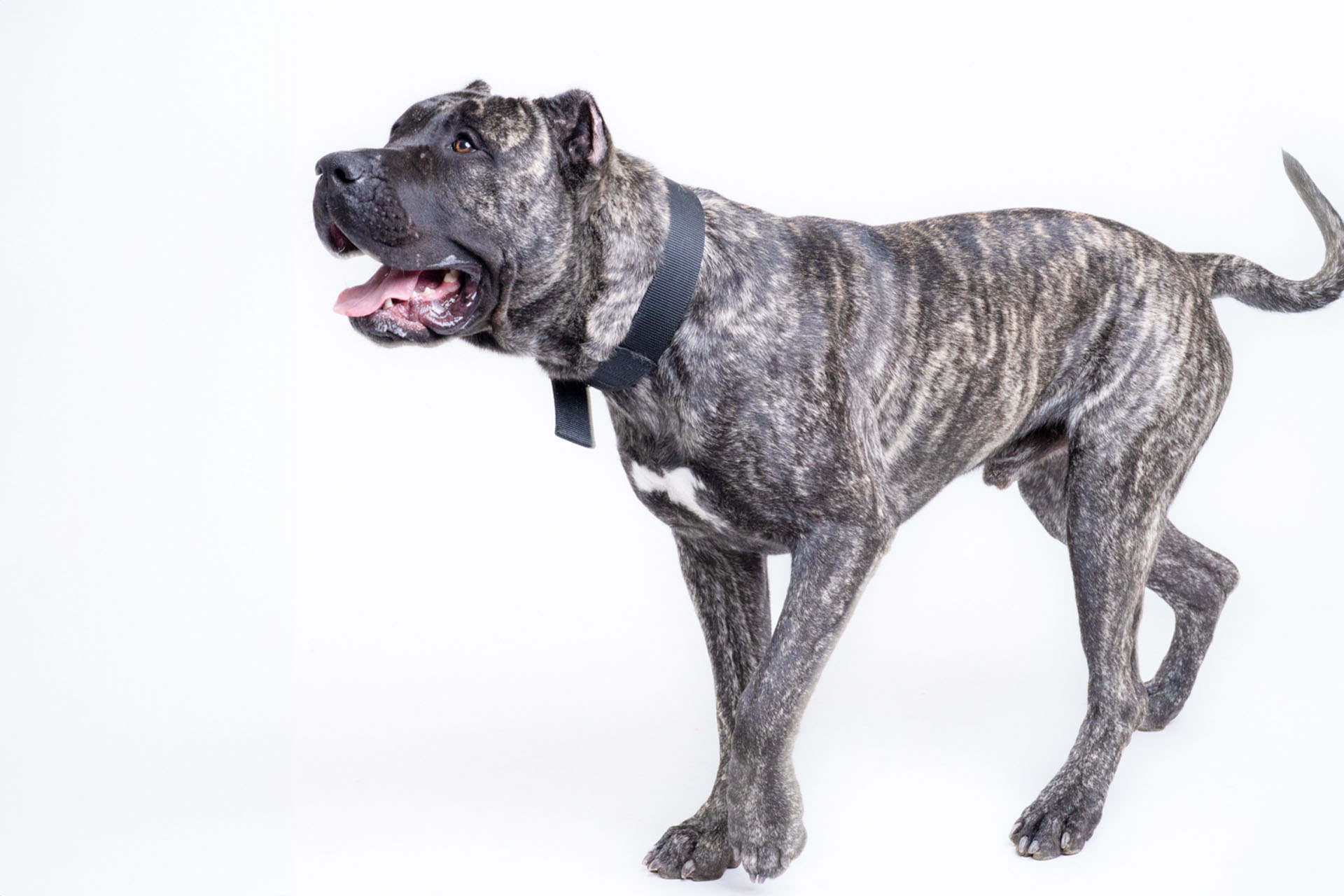 Presa Canario playing in the snow in Milwaukee