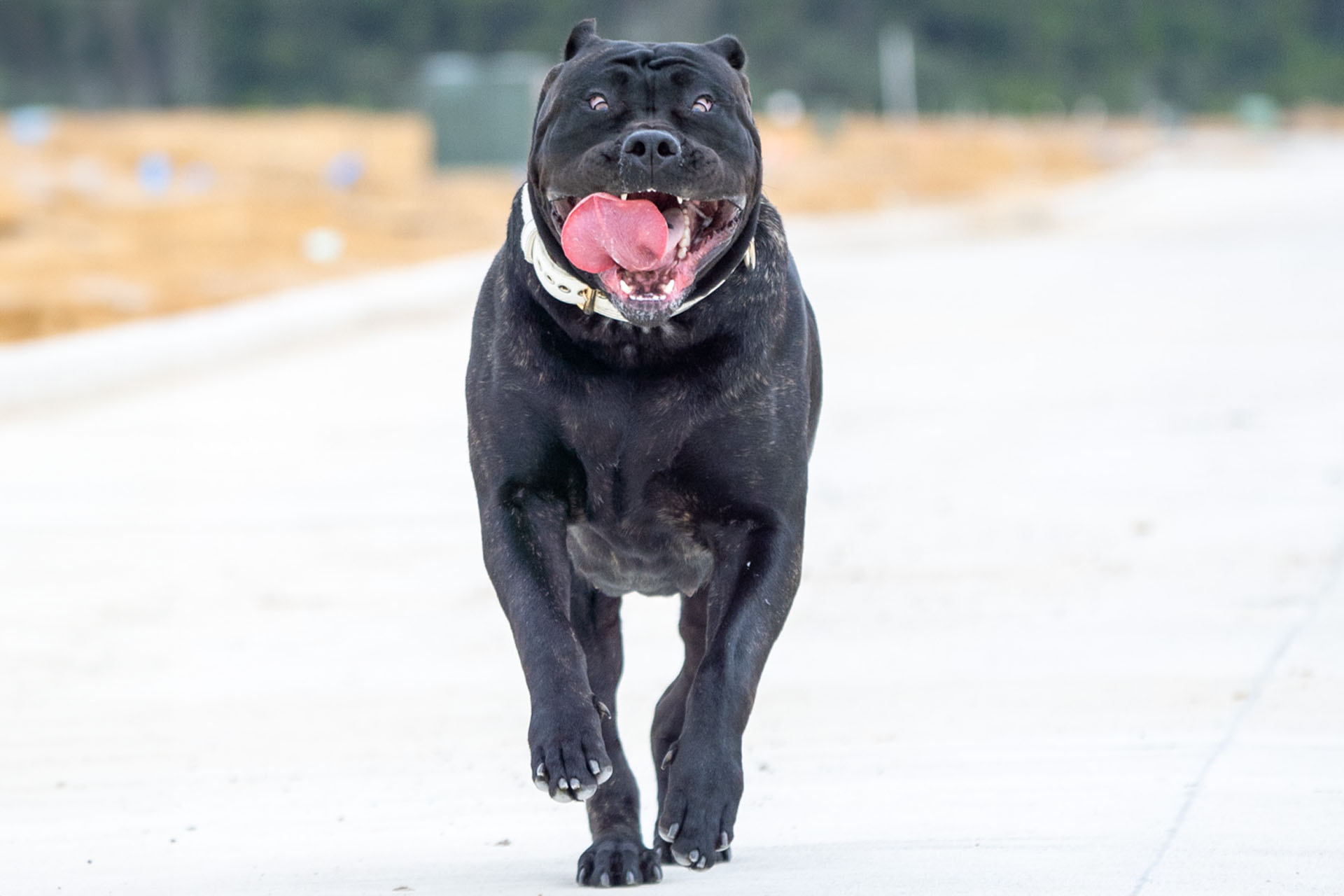 Presa Canario playing in the snow in Nebraska