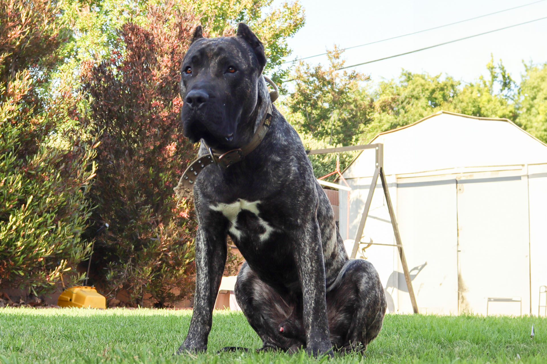 Presa Canario playing on the beach in South Carolina