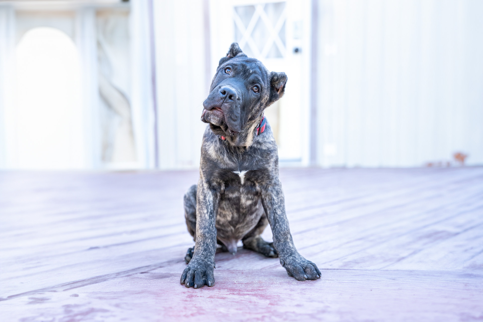 Young brindle Presa Canario puppy sitting on a pink wooden deck, looking slightly to the side, wearing a red collar, with a blurred background of a white building.