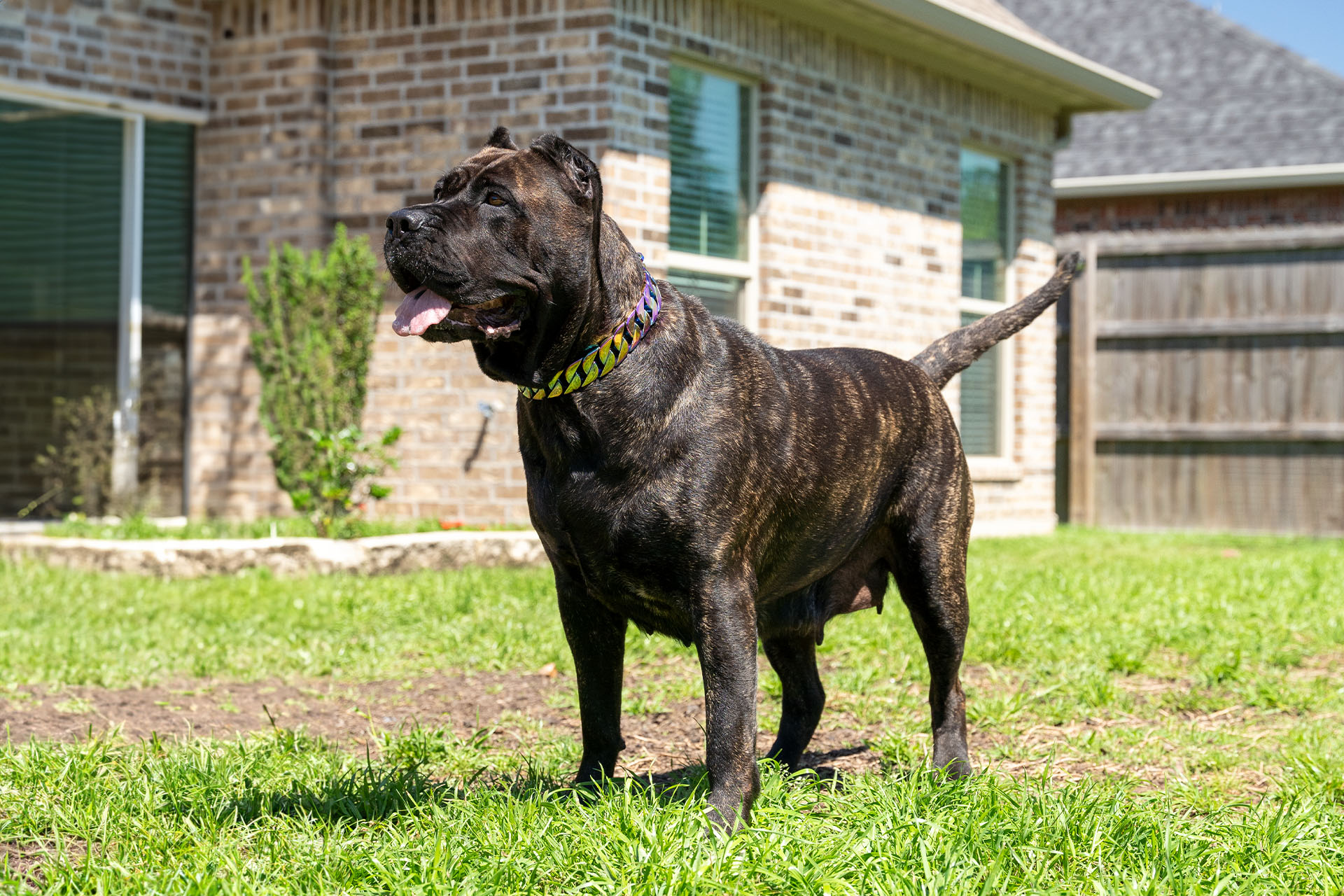Presa Canario puppy in a Wyoming field with mountains in the background