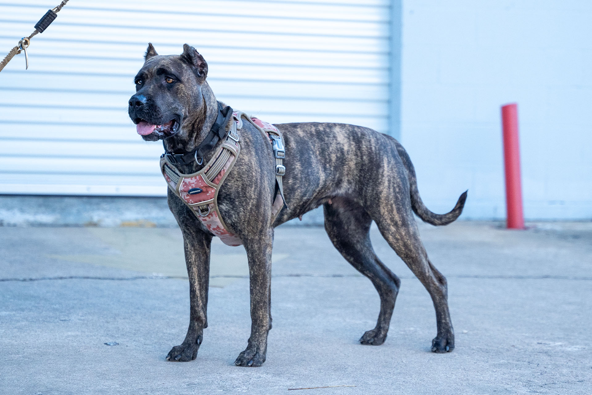 Presa Canario puppy exploring a field in Arkansas
