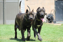Presa Canario puppy exploring a field in Canada