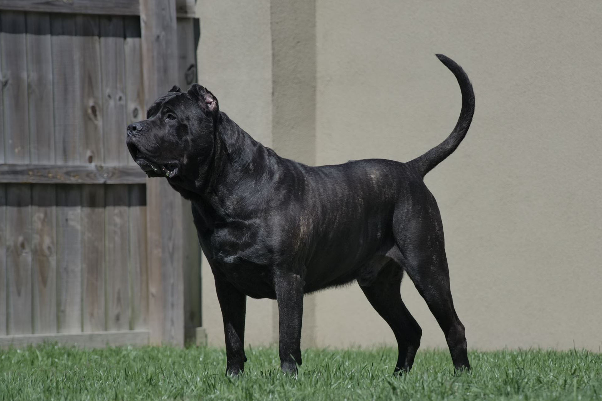 Presa Canario puppy exploring a field in Louisiana