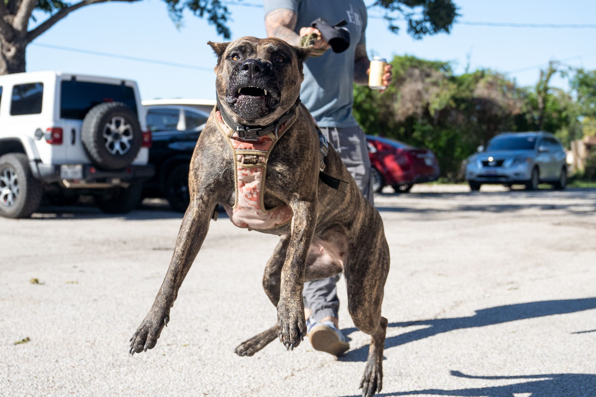Presa Canario puppy exploring a field in Missouri