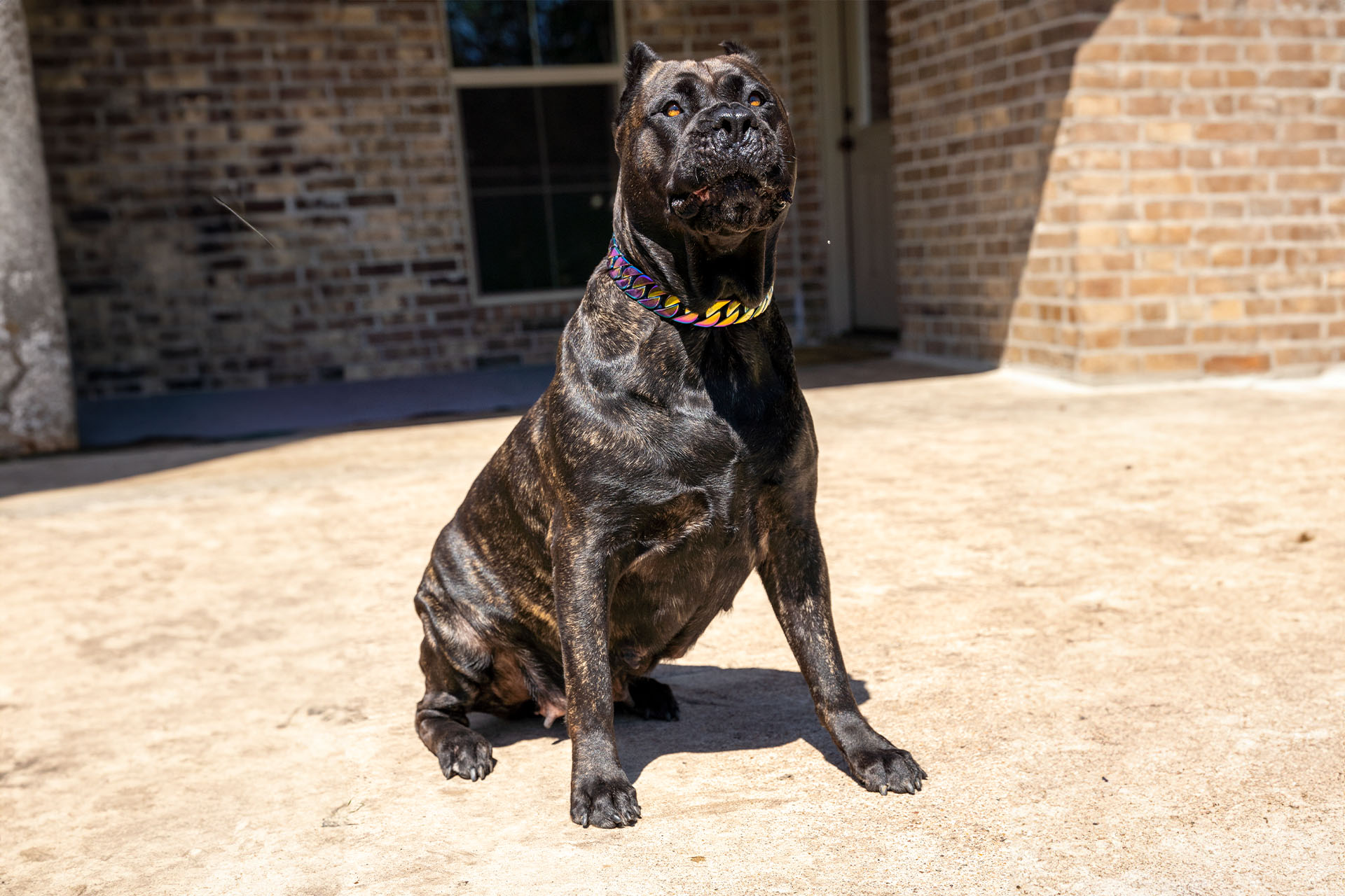 Presa Canario puppy exploring a Montana meadow