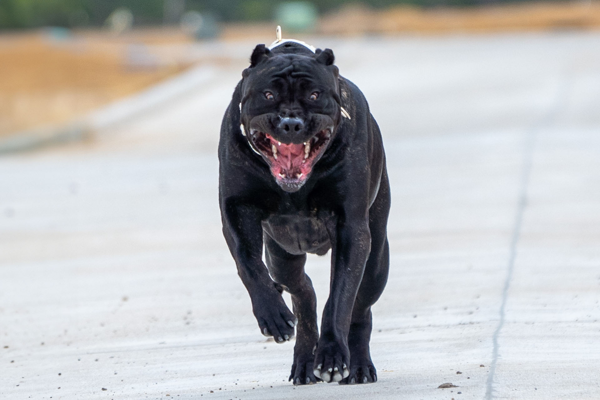 Presa Canario puppy exploring a prairie in South Dakota