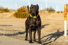 Presa Canario puppy exploring a field in Virginia