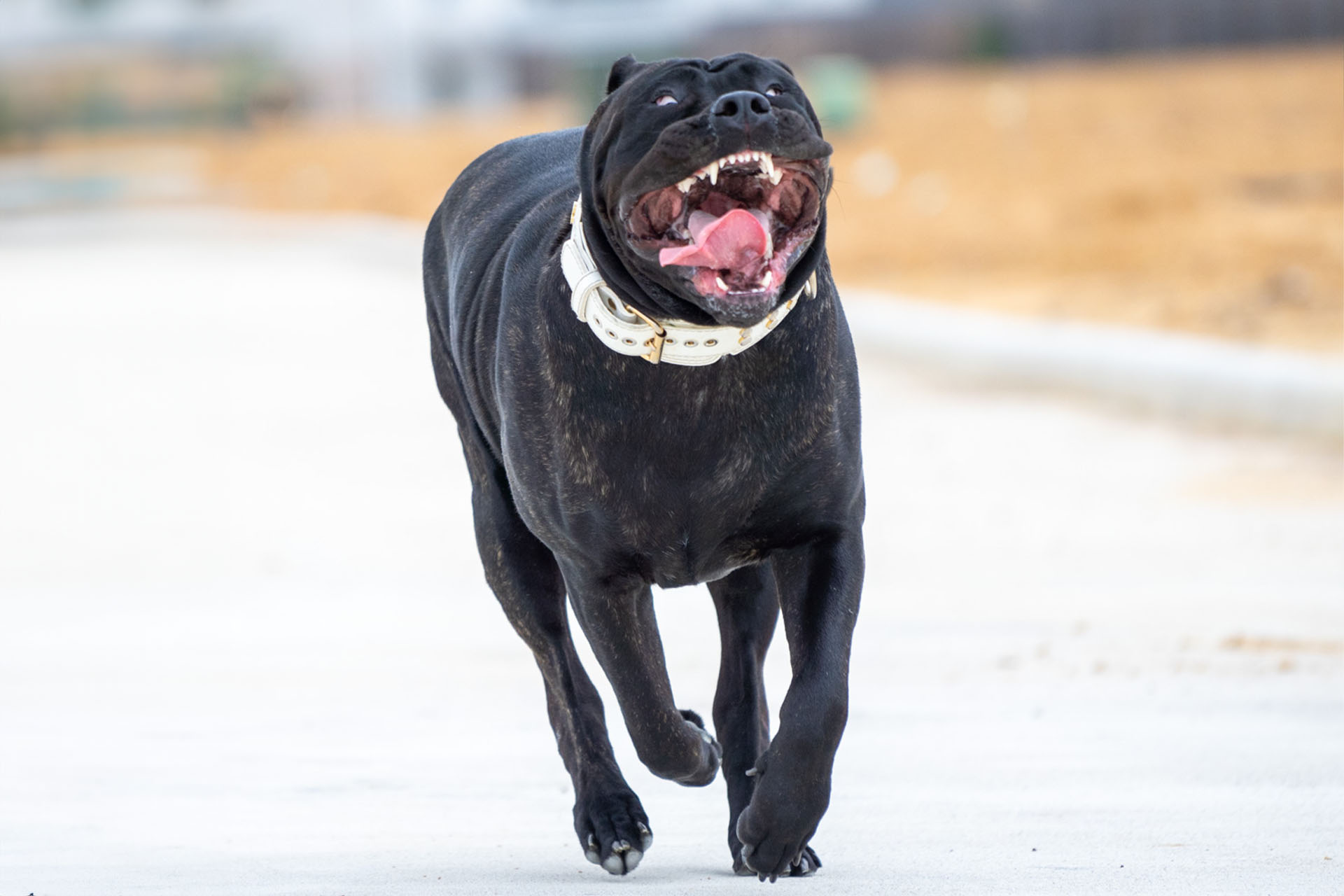 Presa Canario relaxing in a Kansas backyard