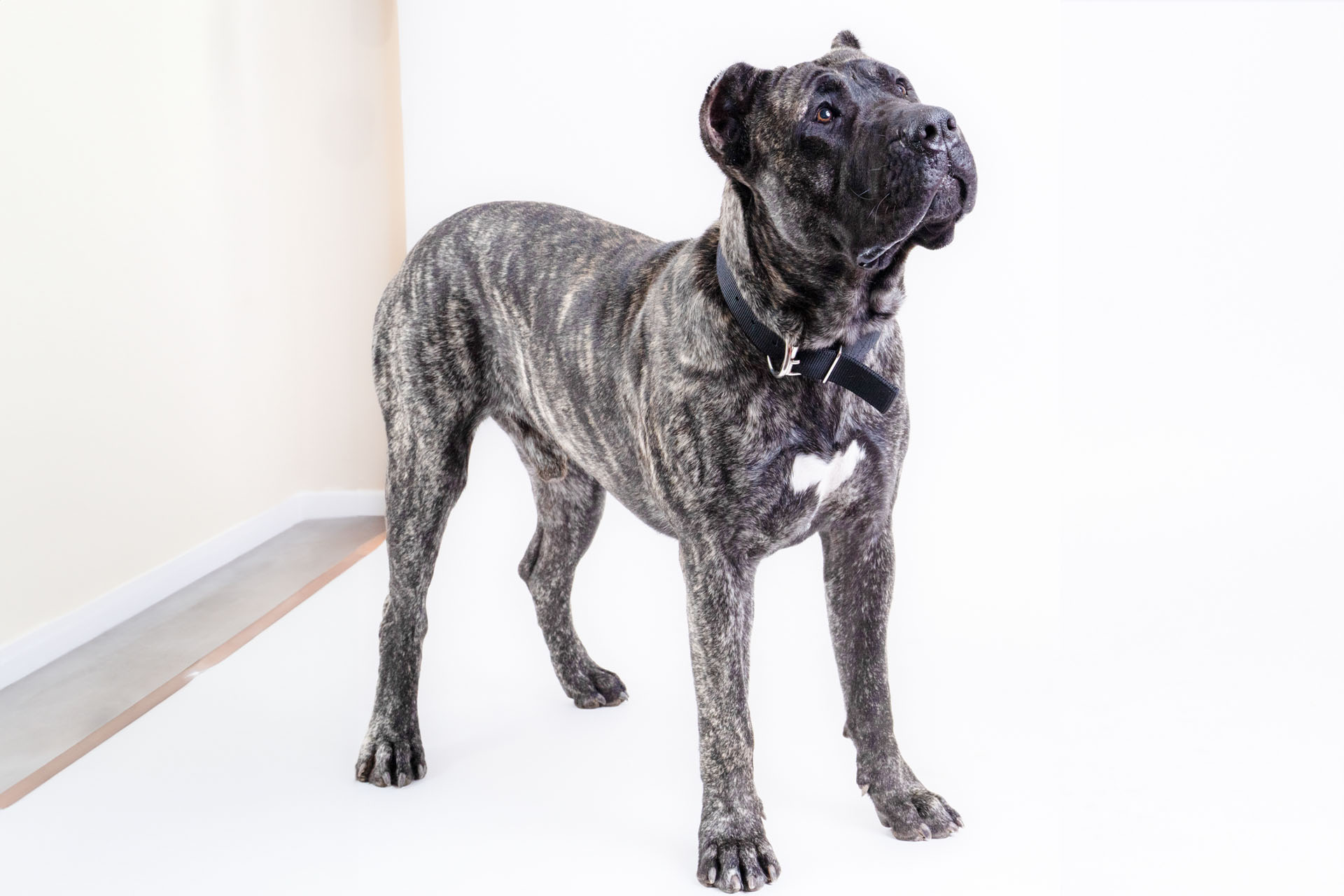 Presa Canario relaxing in a suburban backyard in Tennessee
