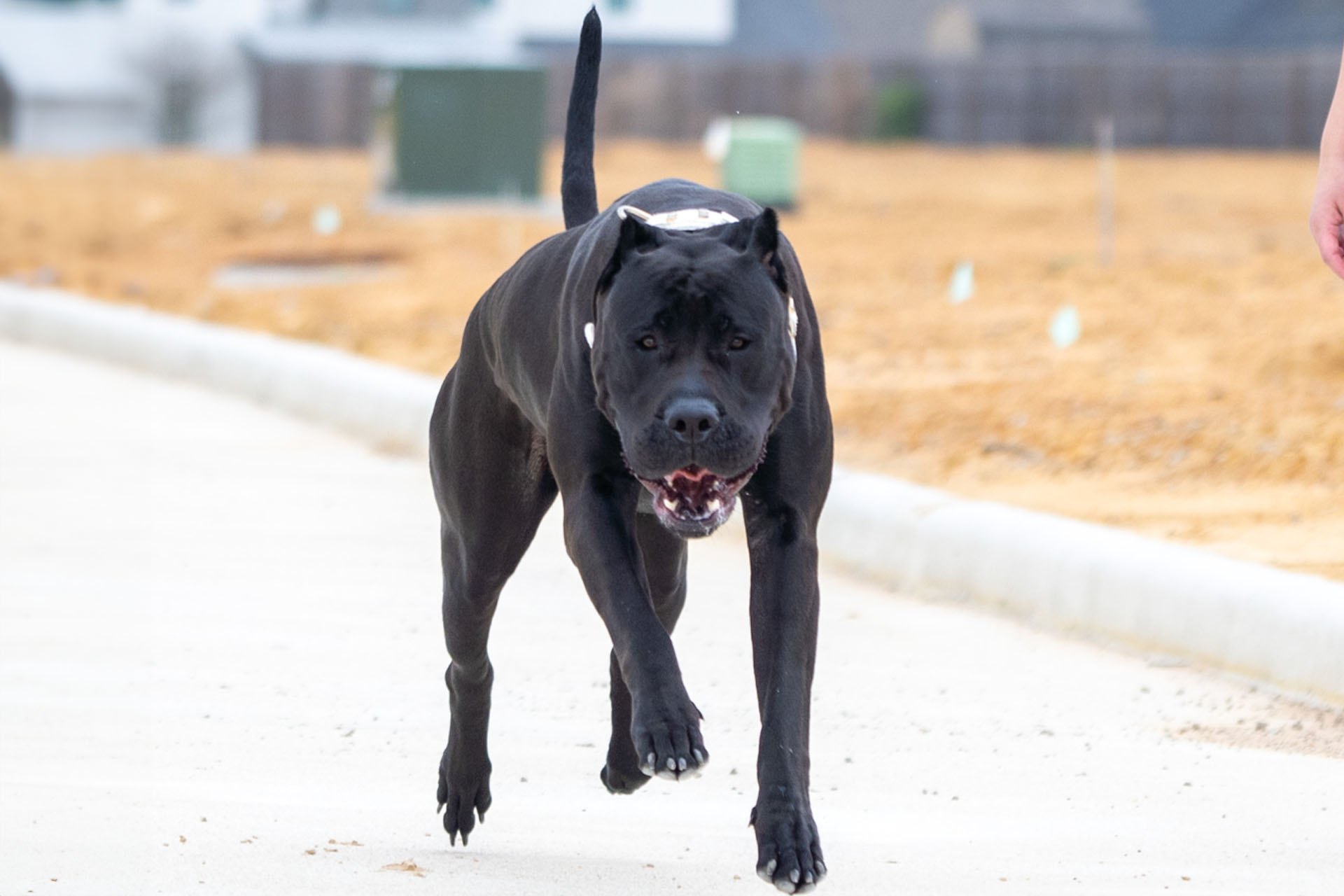 Presa Canario relaxing in an Iowa backyard